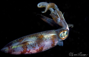 Bigfin Reef Squid/Photographed with a Canon 60 mm macro l... by Laurie Slawson 